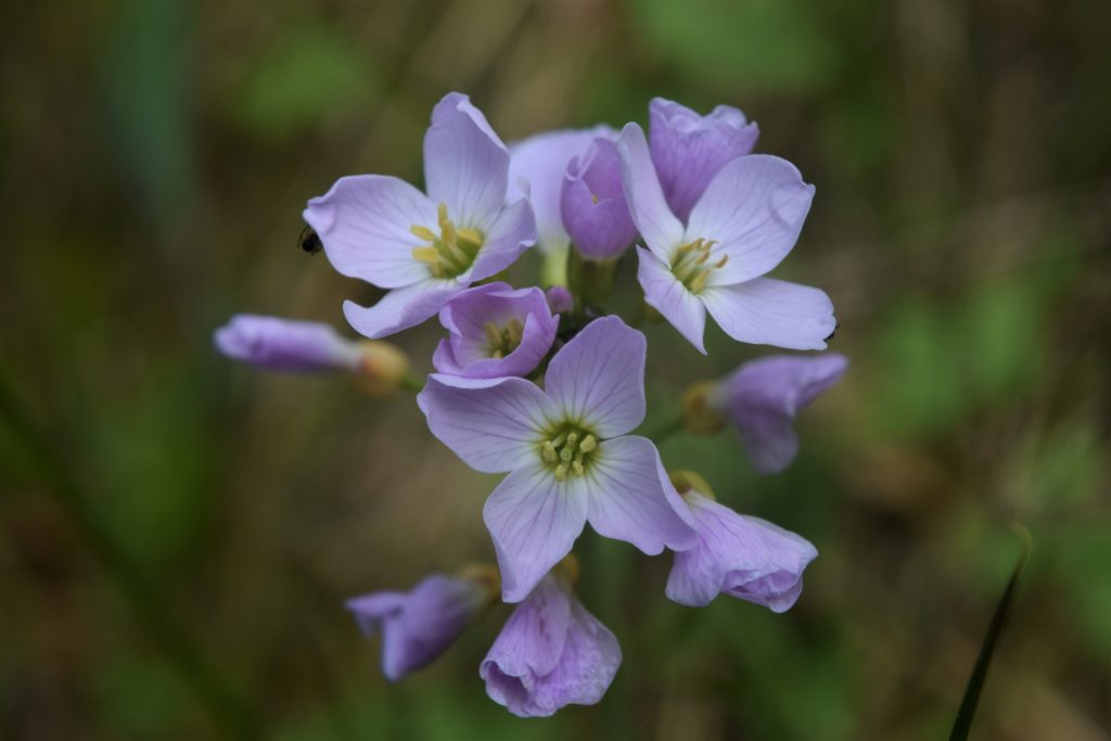 Wildflower Walk, Hawthorn Hill Farm, May 2018 - Hawthorn Hill Farm