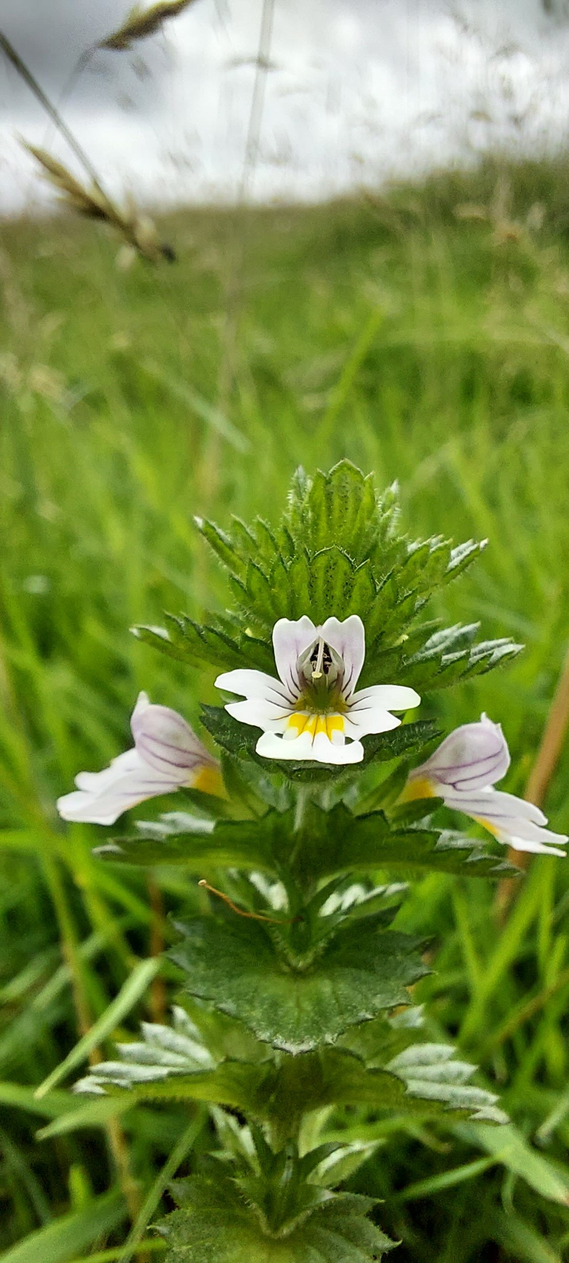 Hawthorn Hill Farm Nature Diary: August 2021 - Hawthorn Hill Farm